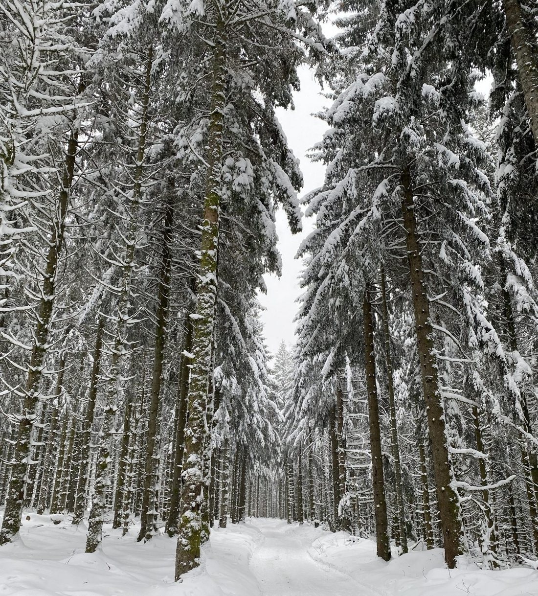 Forêt de sapins enneigée dans les Hautes-Vosges