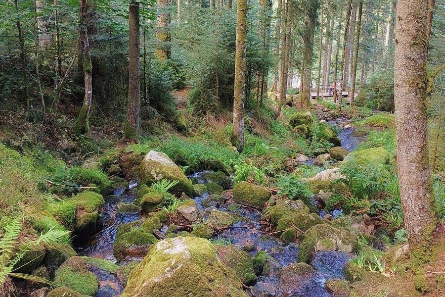 Ruisseau et rochers moussus dans une forêt de sapins