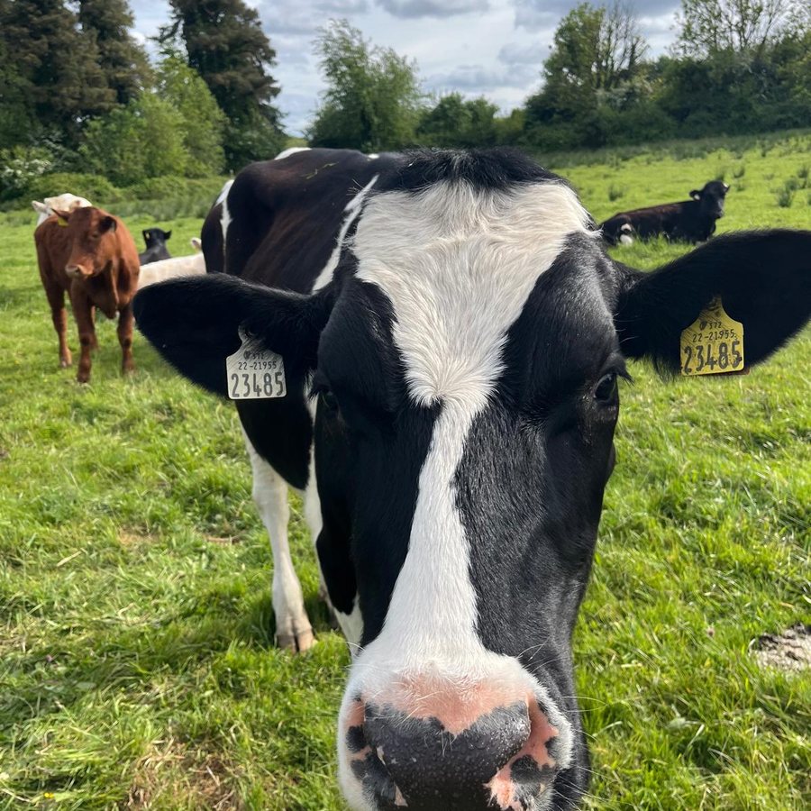 Une vache curieuse s'approche de l'objectif dans un pré